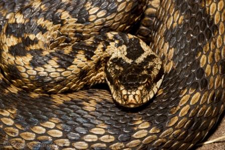 Adder by Etienne Littlefair free to use e-mail littlefair.ehotmail.com when used