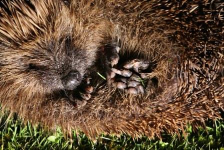 Hedgehog BBOWT Andy Fairbairn